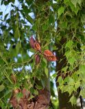 Смотреть изображение Brachychiton populneus