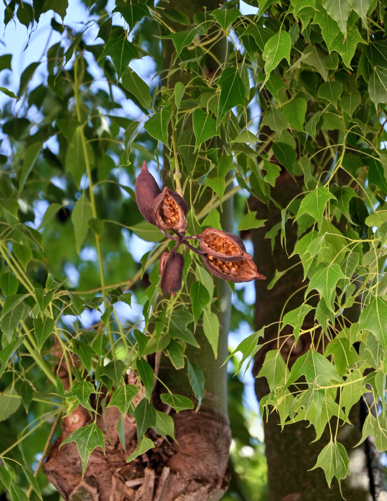 Изображение особи Brachychiton populneus.