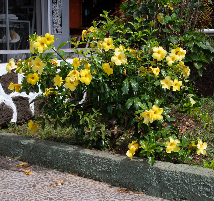 Image of Allamanda schottii specimen.