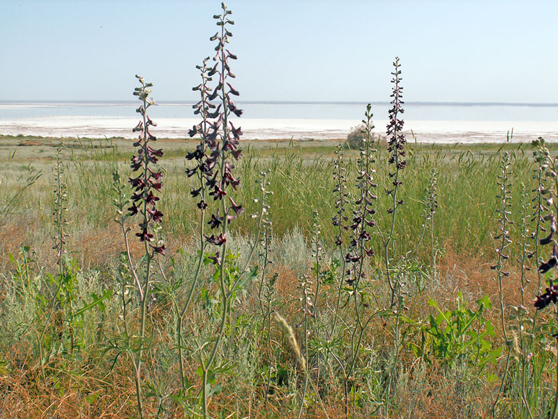 Изображение особи Delphinium puniceum.