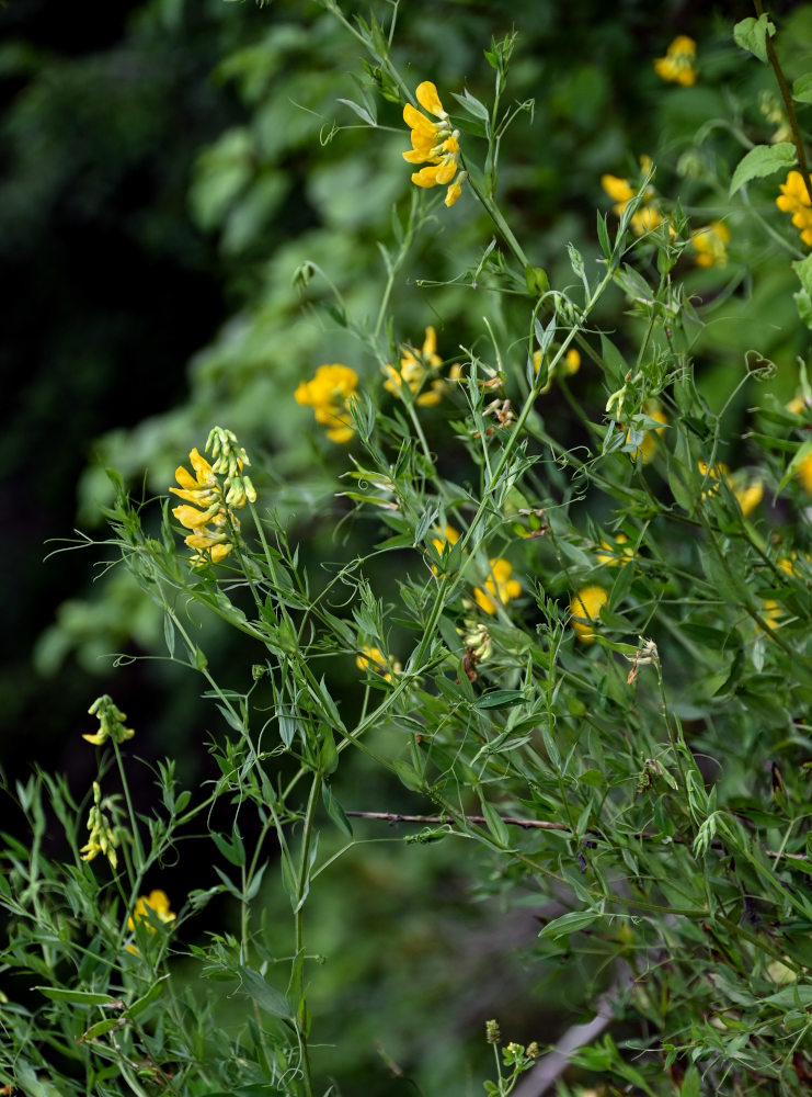 Изображение особи Lathyrus pratensis.