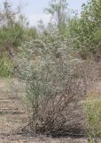 Limonium otolepis. Зацветающее растение. Узбекистан, Ферганская обл., 5 км СЗ г. Коканд, Кокандские пески, закреплённые пески. 18 мая 2023 г.