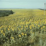 Helianthus annuus