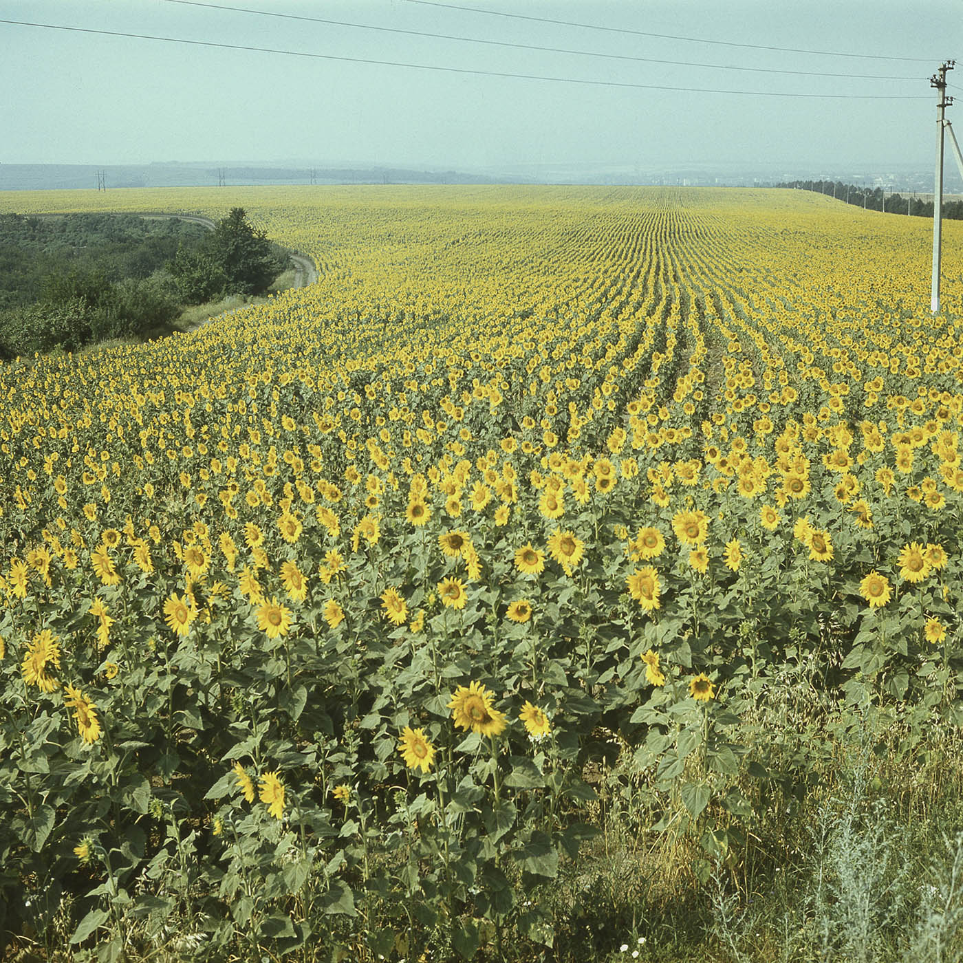 Image of Helianthus annuus specimen.