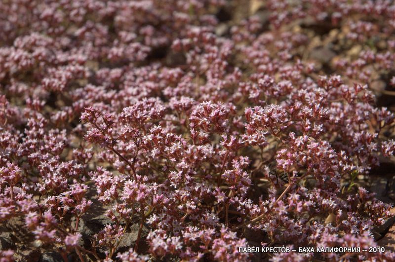 Image of Chorizanthe fimbriata specimen.