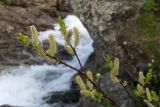 Salix kuznetzowii. Ветви с мужскими соцветиями. Карачаево-Черкесия, Урупский р-н, Кавказский биосферный заповедник, Имеретинское ущелье, ≈ 2200 м н.у.м., скалы под Верхним Имеретинским водопадом. 28.07.2022.