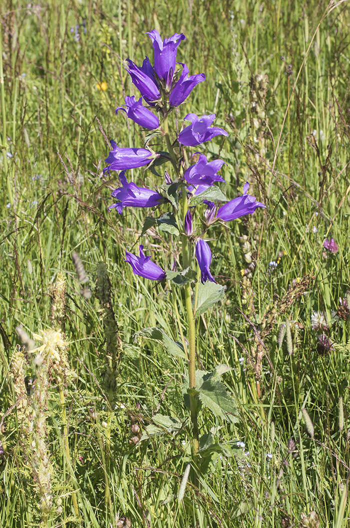 Изображение особи Campanula latifolia.