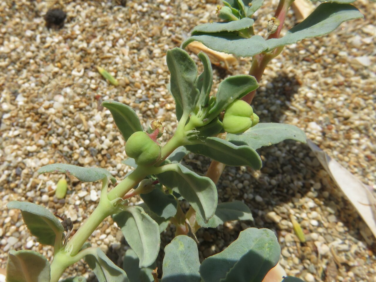 Image of Euphorbia peplis specimen.