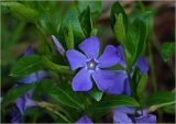 Vinca minor. Цветок, бутон и листья. Московская обл., Раменский р-н, окр. дер. Хрипань, садовый участок. 05.05.2023.