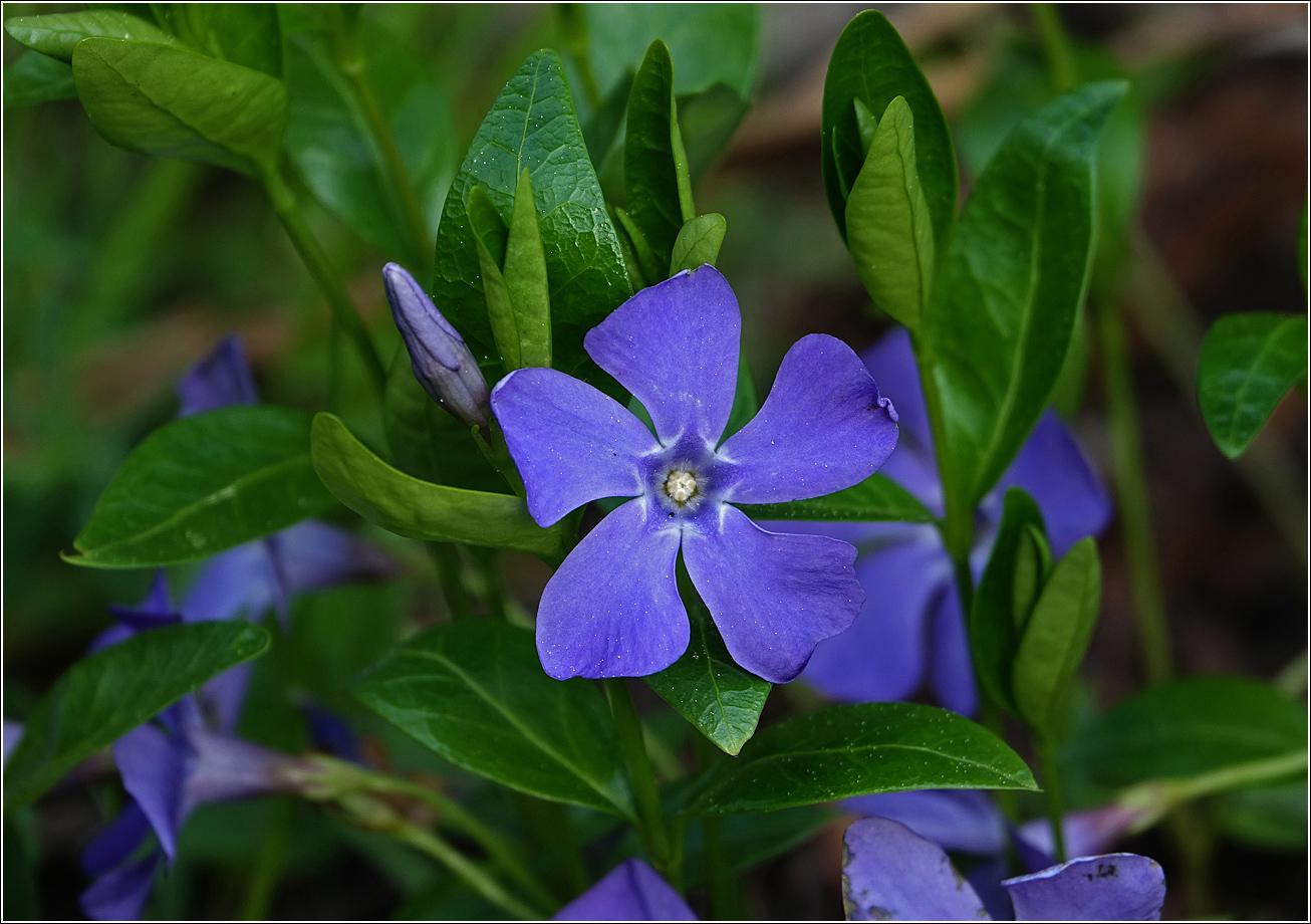 Image of Vinca minor specimen.