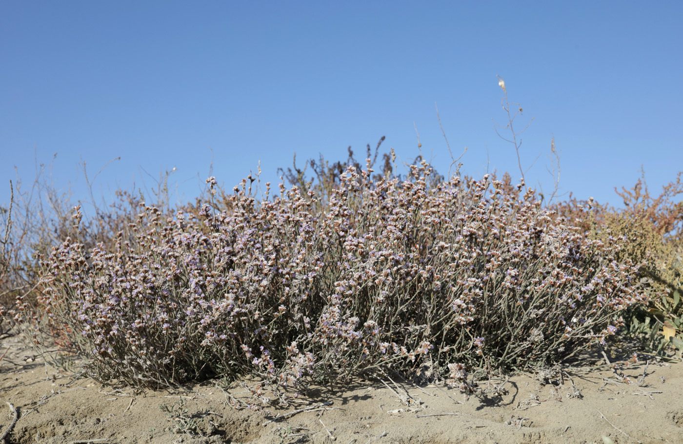 Image of Limonium suffruticosum specimen.