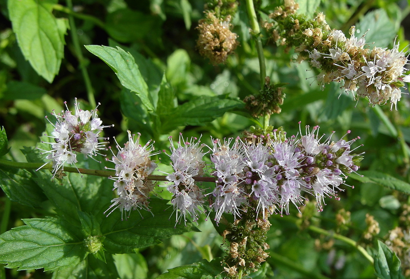 Image of Mentha × piperita specimen.