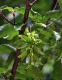 Carpinus betulus. Соплодие. Армения, обл. Тавуш, Дилижанский национальный парк, берег оз. Парз, ≈ 1300 м н.у.м., широколиственный лес. 22.06.2022.