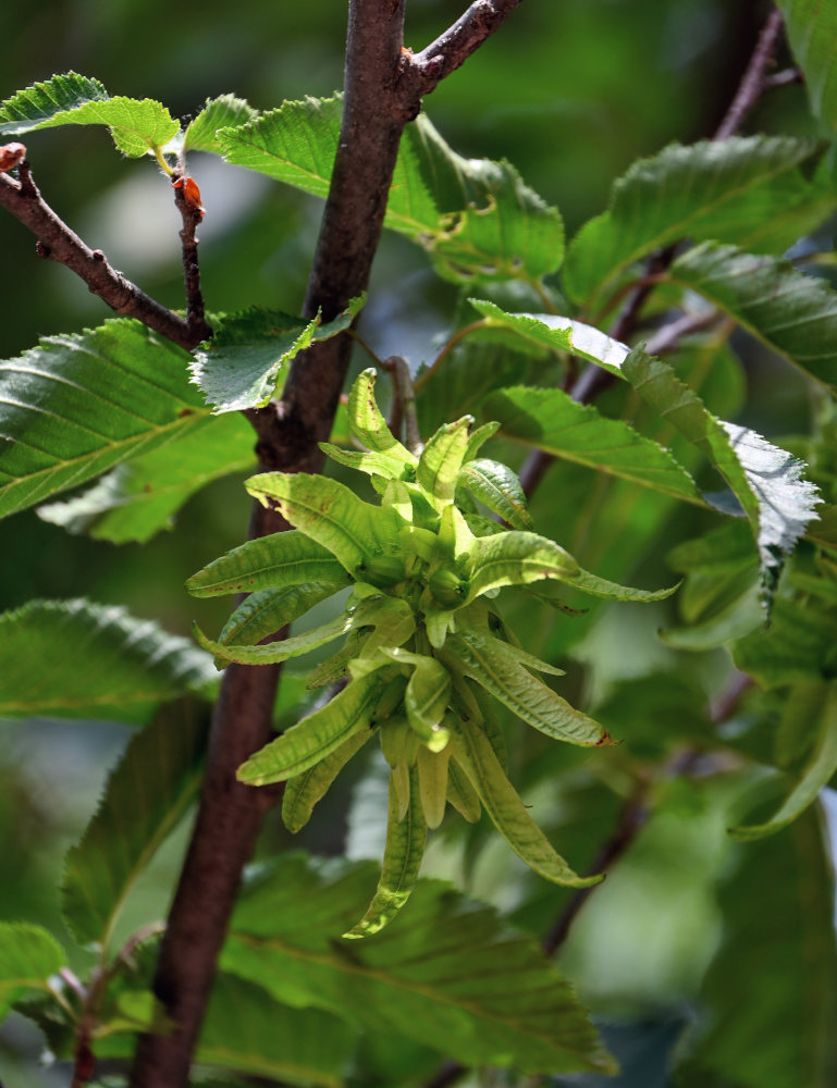 Image of Carpinus betulus specimen.