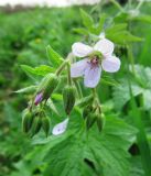 Geranium sylvaticum. Верхушка растения с соцветием. Московская обл., Одинцовский р-н, с. Никольское, луг на берегу пруда. 16.05.2010.