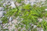 Heracleum freynianum