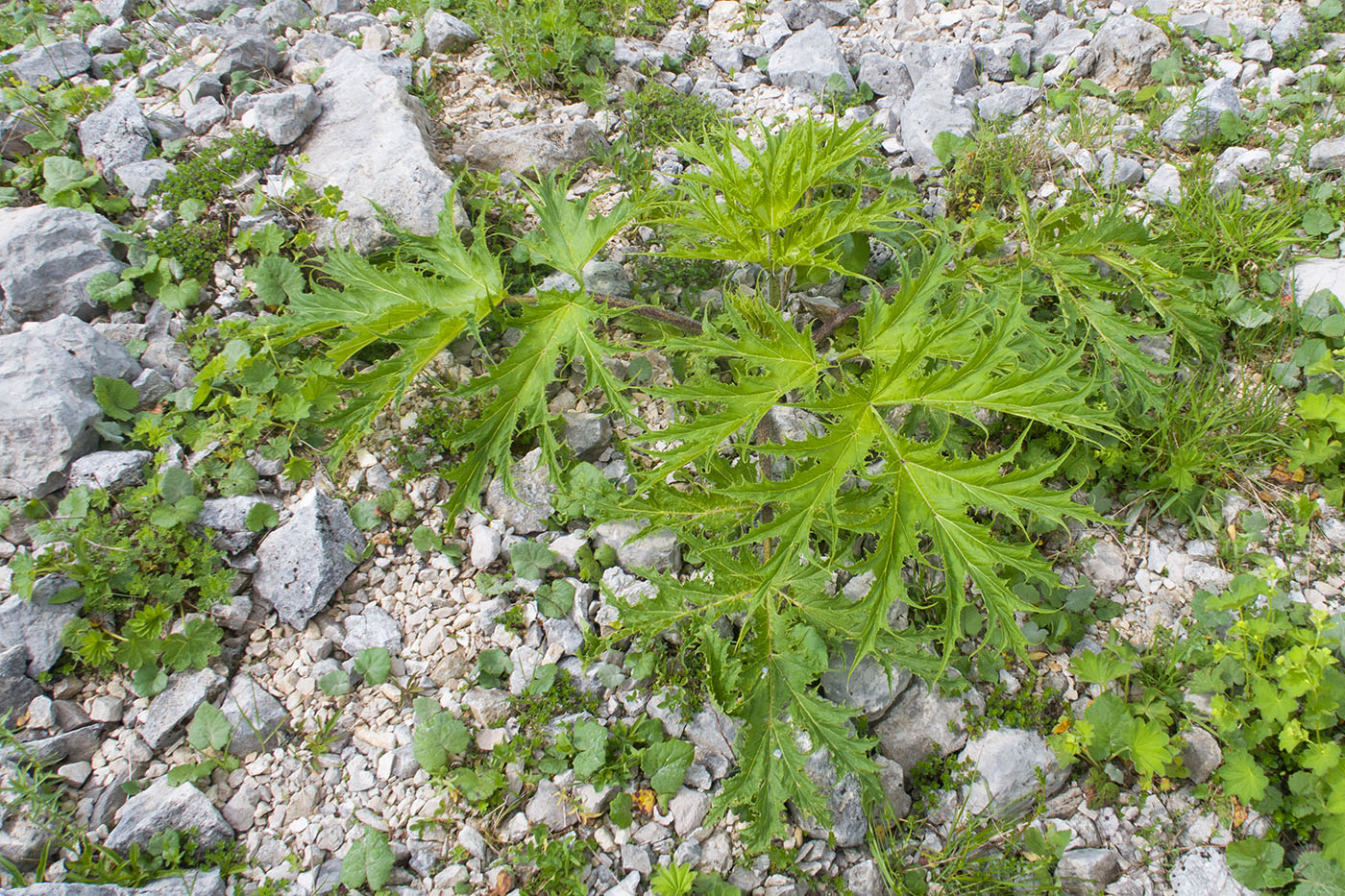 Изображение особи Heracleum freynianum.