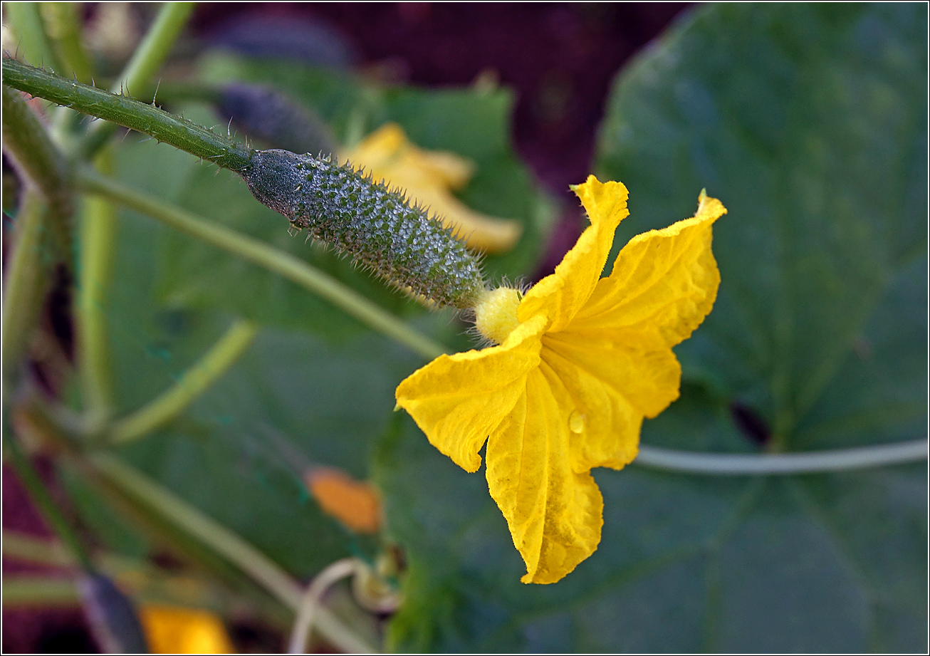 Image of Cucumis sativus specimen.