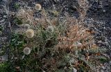Echinops spinosissimus subspecies spinosus. Цветущее и плодоносящее растение. Марокко, обл. Марракеш - Сафи, хр. Высокий Атлас, перевал Тизи-н'Тишка, ≈ 2000 м н.у.м., каменистый склон. 01.01.2023.
