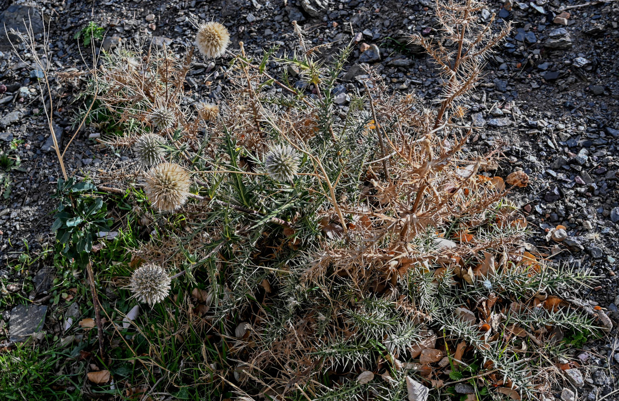 Изображение особи Echinops spinosissimus ssp. spinosus.