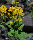 Solidago virgaurea подвид dahurica. Верхушки побегов с соцветиями. Красноярский край, Таймырский Долгано-Ненецкий р-н, плато Путорана, водопад Брат, каменистый склон. 24.07.2023.