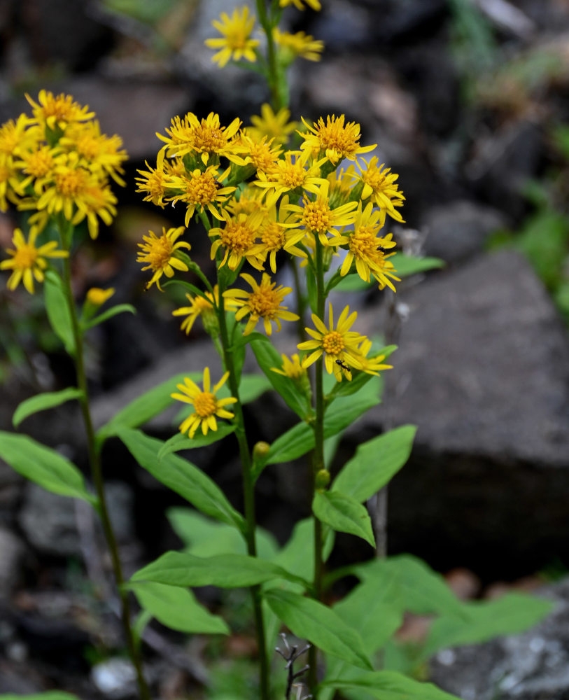 Image of Solidago virgaurea ssp. dahurica specimen.