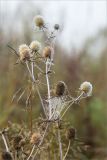 Eryngium planum. Верхушка плодоносящего растения в паутине и утренней росе. Нижегородская обл., Володарский р-н, окр. пос. Дубки; берег р. Ока, высокотравный луг. 17.09.2023.