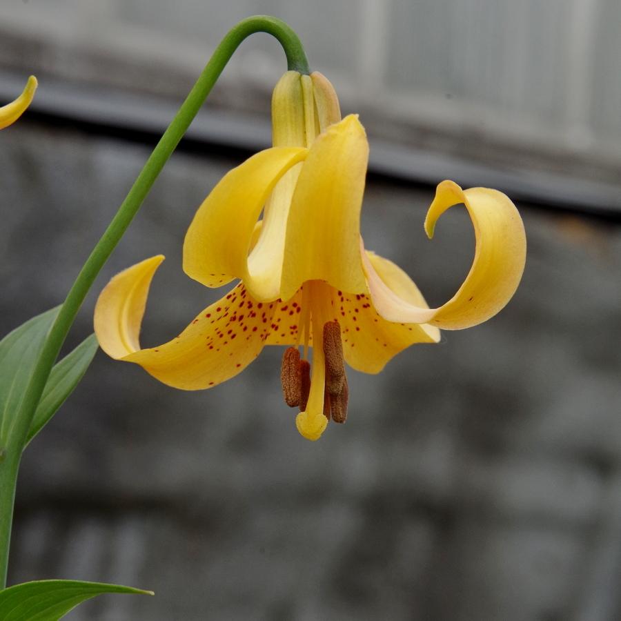 Image of Lilium canadense specimen.
