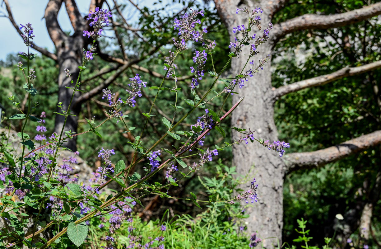 Image of Nepeta grandiflora specimen.