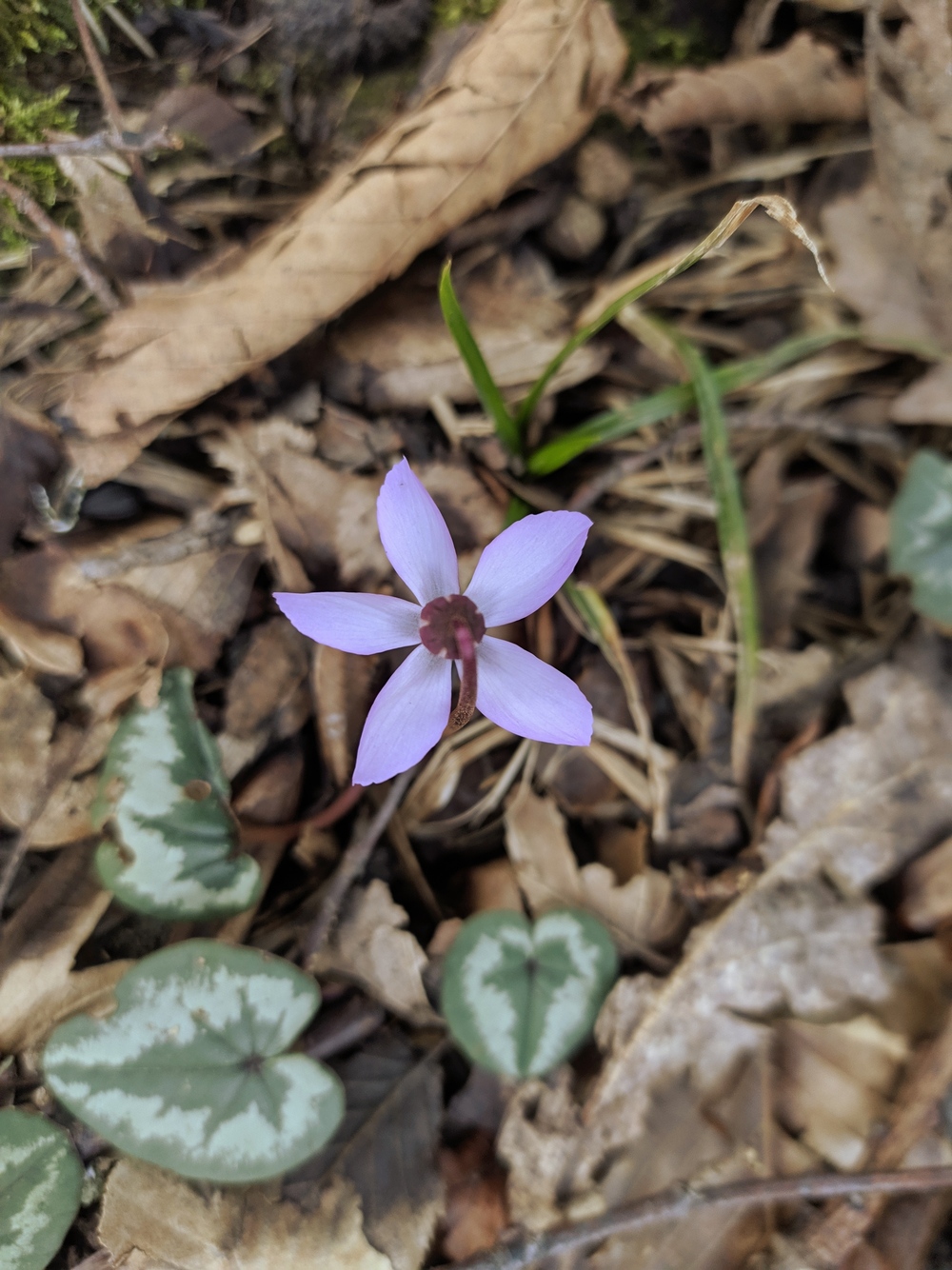 Image of Cyclamen coum specimen.