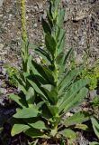 Verbascum thapsus
