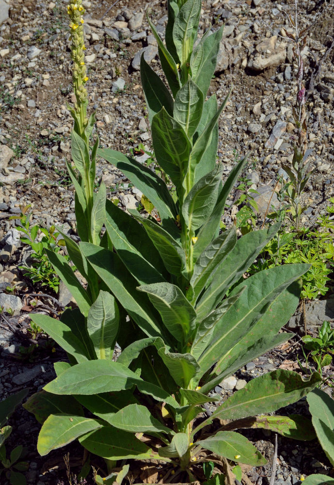 Изображение особи Verbascum thapsus.