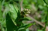 Bupleurum longifolium подвид aureum. Верхушка побега с распускающимся соцветием. Хакасия, Орджоникидзевский р-н, верховья р. Правая Сарала, луговой склон. 08.06.2022.