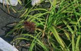 Carex macrocephala. Плодоносящее растение. Курильские о-ва, о-в Итуруп, окр. мыса Исопараури, песчаный пляж. 22.08.2023.