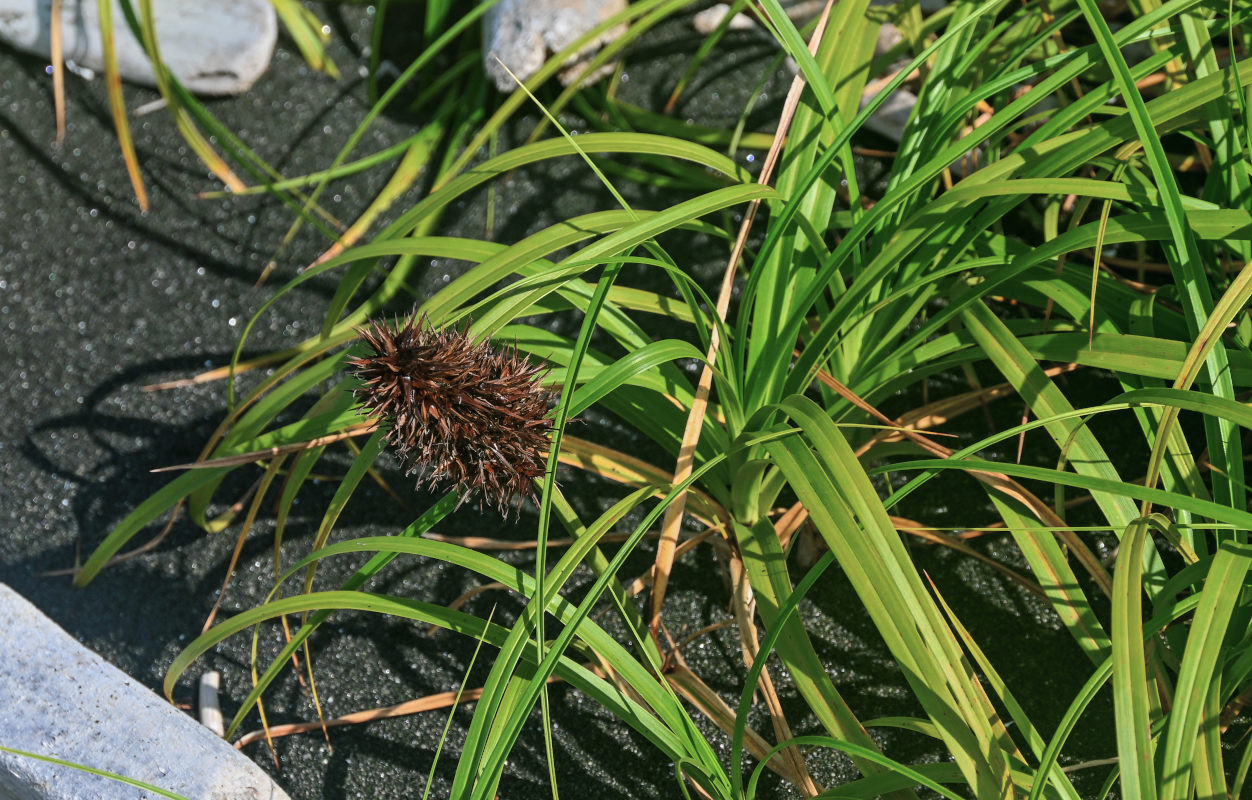 Изображение особи Carex macrocephala.