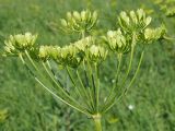 Heracleum sibiricum. Общее соплодие. Ульяновская обл., Мелекесский р-н, окр. с. Александровка, долина р. Бирля, луг в понижении рельефа. 17.06.2023.