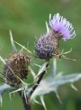 Cirsium ketzkhovelii