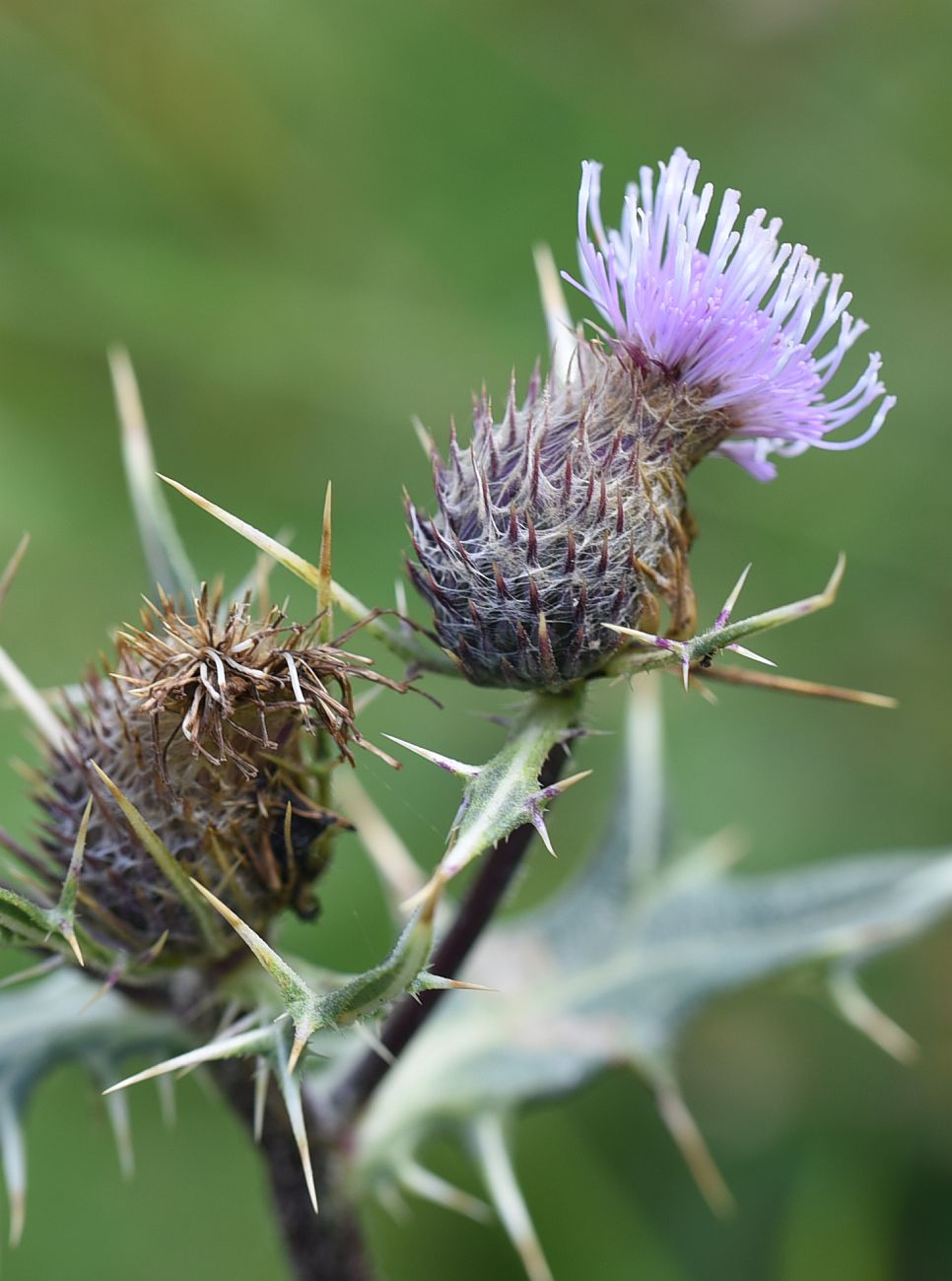 Image of Cirsium ketzkhovelii specimen.