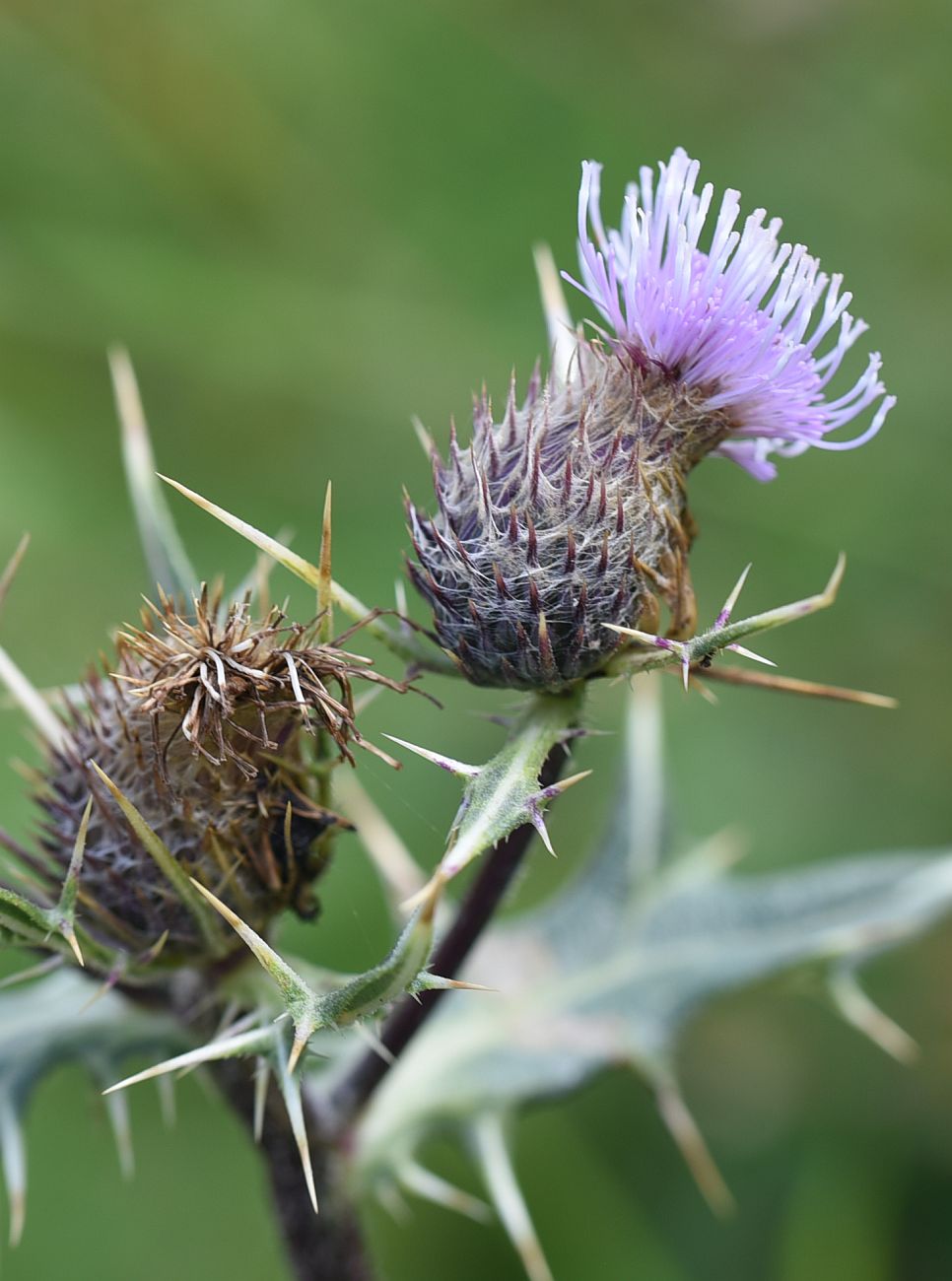 Изображение особи Cirsium ketzkhovelii.