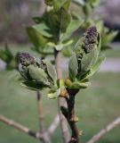 Syringa vulgaris