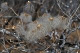 Clematis serratifolia