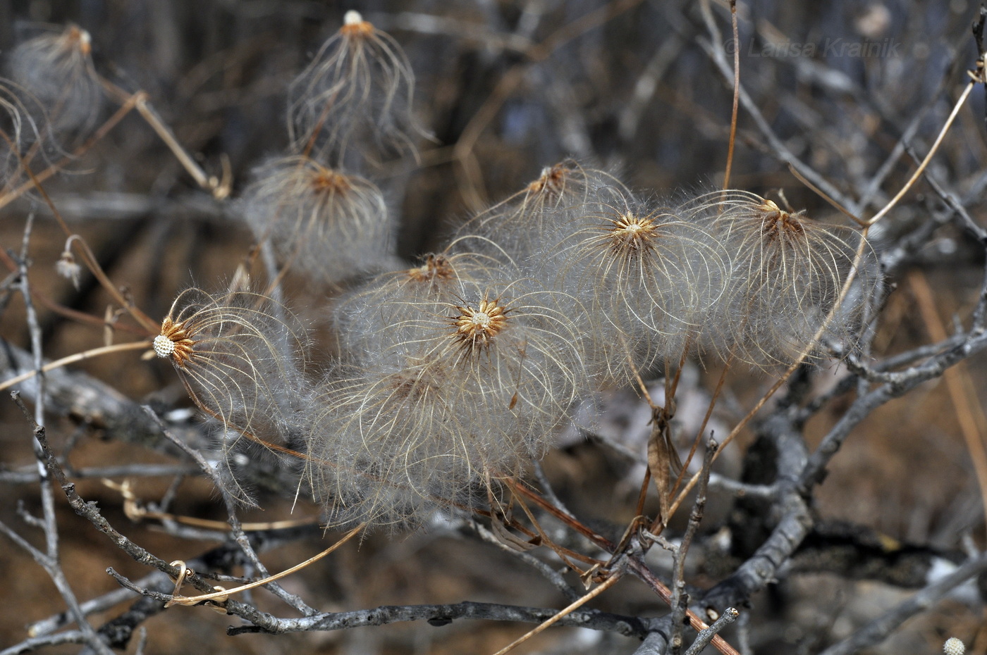 Image of Clematis serratifolia specimen.