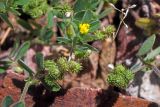 Medicago minima. Часть побегов с цветками и плодами. Узбекистан, Ташкентская обл., зап. отроги Чаткальского хр. над ж.-д. ст. Ходжикент, каменисто-щебнистый склон. 14.05.2024.