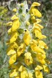 Phlomoides speciosa