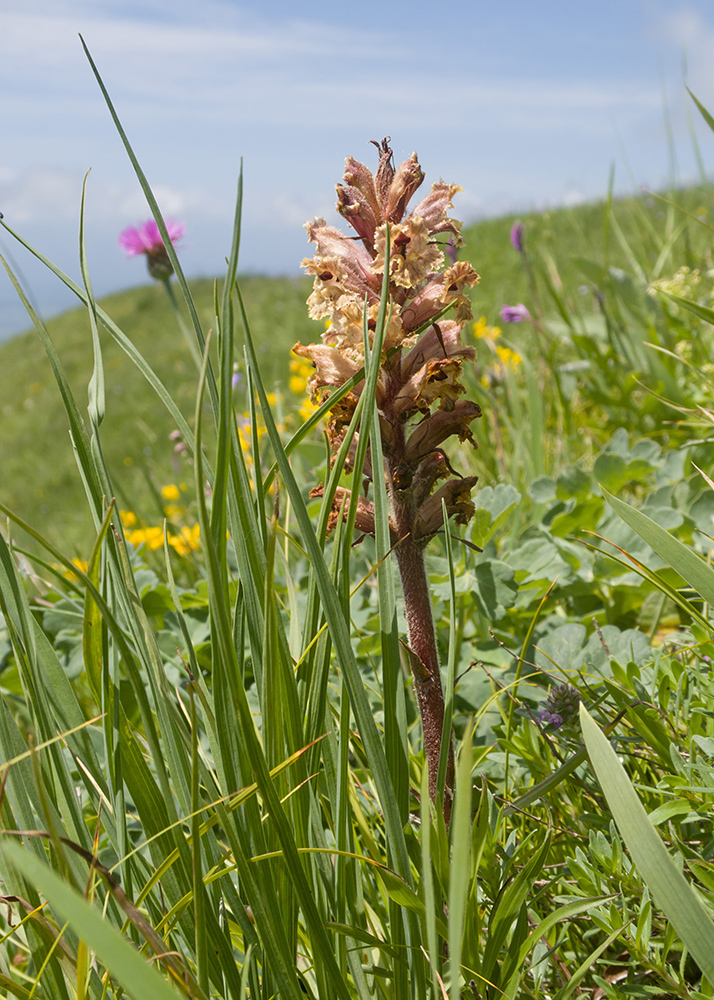 Image of Orobanche owerinii specimen.
