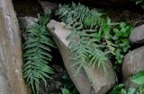 Pteris vittata. Взрослое растение. Китай, Гуанси-Чжуанский автономный р-н, г. Яншо, каменистый склон. 31.05.2024.