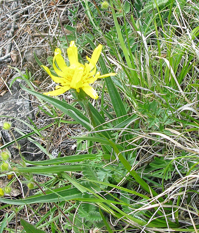 Image of Scorzonera radiata specimen.