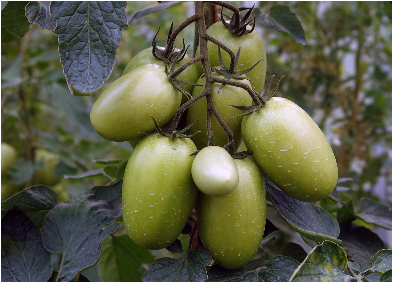 Изображение особи Lycopersicon esculentum.