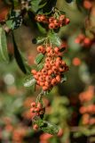 Pyracantha coccinea