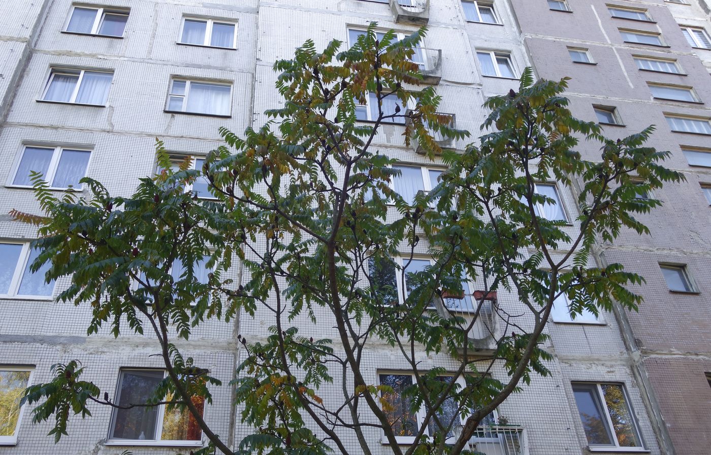 Изображение особи Rhus typhina.